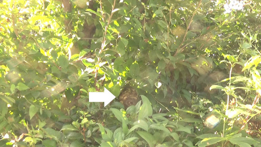 スズメバチ駆除の現場（本宮市）