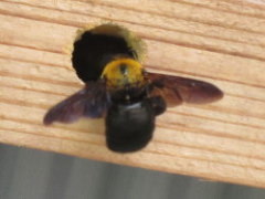 クマバチの特徴