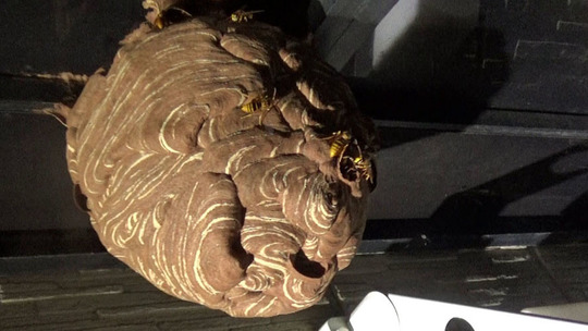 キイロスズメバチの引っ越し巣（鏡石町）