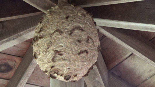 東屋の天井に作ったキイロスズメバチの巣