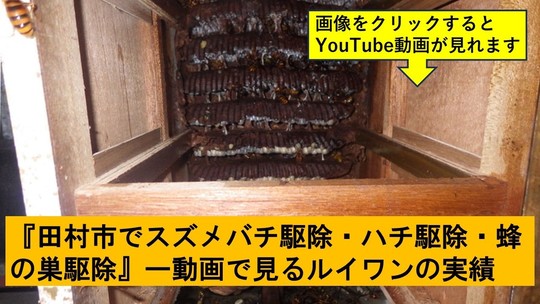 田村市でのハチ駆除の実績動画