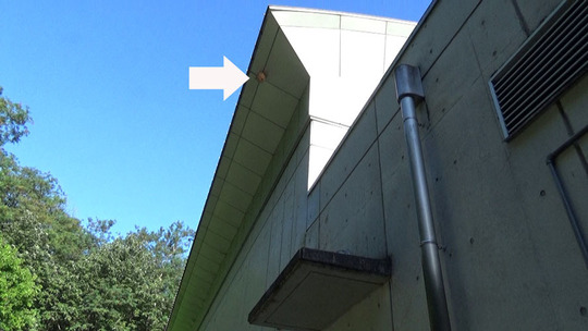 スズメバチ駆除の現場（須賀川市）