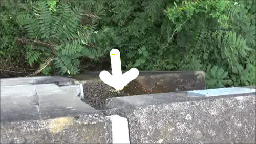 橋の下の蜂の巣にスズメバチが出入り（三春町）