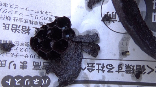 駆除したコガタスズメバチの初期巣（福島市）