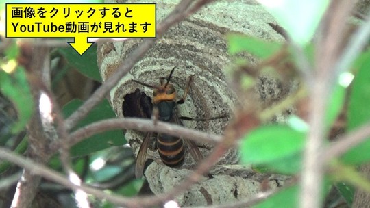生垣のコガタスズメバチの巣（郡山市）