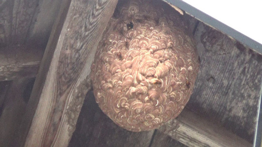 軒下のキイロスズメバチの巣