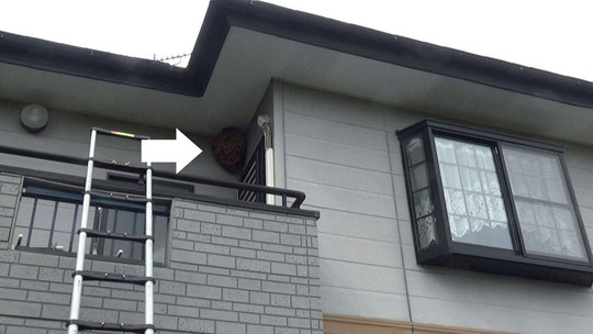 ベランダ天井のスズメバチの巣駆除の現場