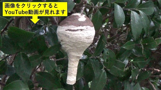 郡山市で生垣に作ったコガタスズメバチの初期巣