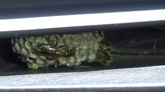 ハチ駆除-郡山市で予想外の場所にアシナガバチの巣