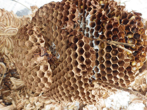 田村市で草刈り中、スズメバチ達の死闘の現場で刺された