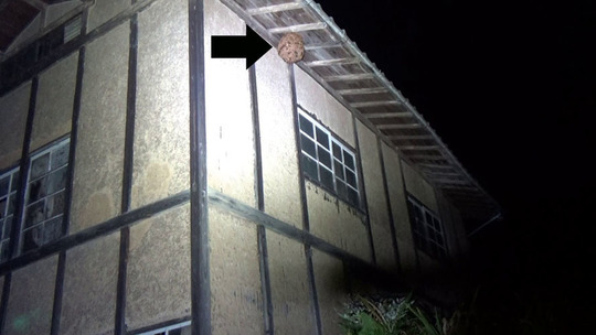 スズメバチ駆除の現場