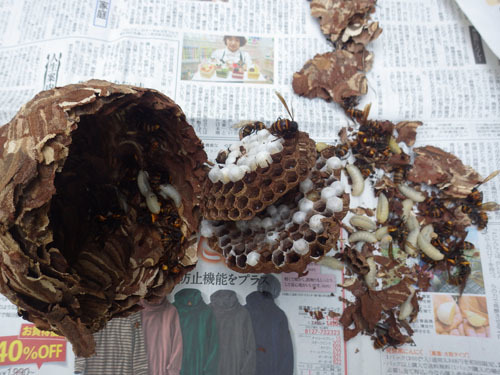 駆除したコガタスズメバチの巣（会津若松市）