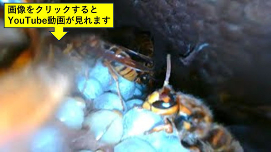 石川町で物置の壁の中にスズメバチの巣