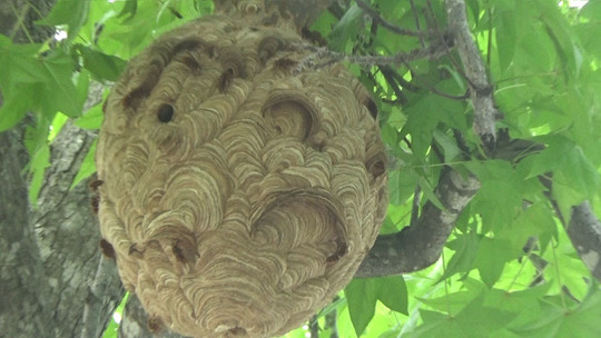 福島県磐梯町で樹木に作ったスズメバチの巣