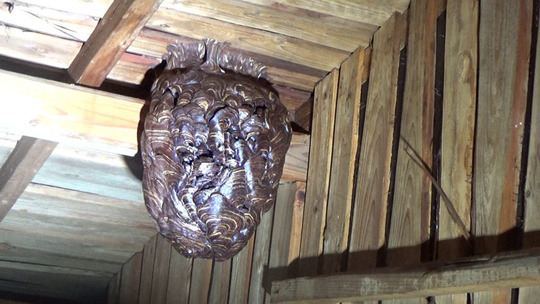 殺虫剤を注入した屋根裏のキイロスズメバチの巣