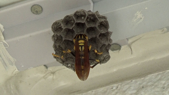 キアシナガバチの初期巣と女王蜂（郡山市）