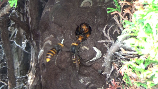 ヒバの樹内に作ったコガタスズメバチの巣