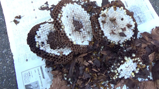 解体したキイロスズメバチの巣
