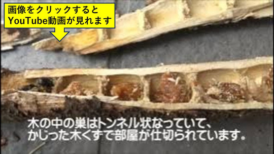 クマバチの巣の構造