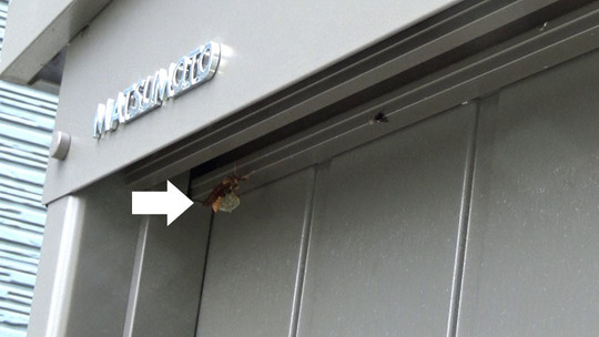 アシナガバチ駆除の現場（郡山市）