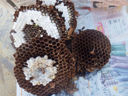 駆除したオオスズメバチの巣（小野町）