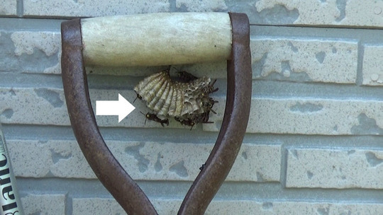 三春町でスコップに作っていた蜂の巣