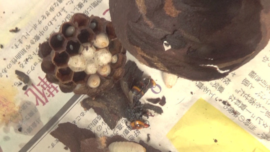 ベランダの天井に営巣中の逆トックリ型の巣を解体