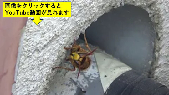 大玉村で壁の隙間から出入りするスズメバチ