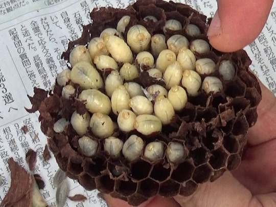 キイロスズメバチの巣盤の状況（いわき市）