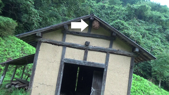 小野町でキイロスズメバチ駆除の現場