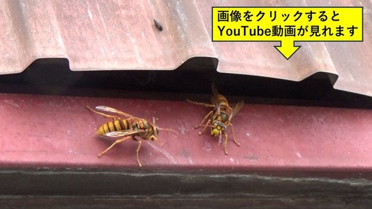 須賀川市でスズメバチの壁間の巣
