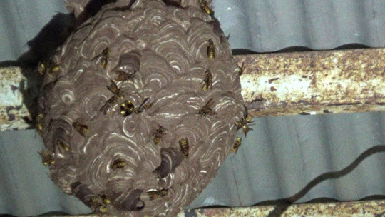 軒下のキイロスズメバチの巣