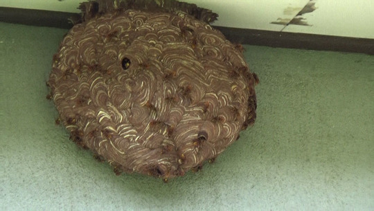 軒下のキイロスズメバチの巣（福島市）