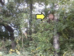 スズメバチの巣は樹木に