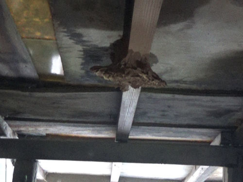 キイロスズメバチの巣の撤去跡（泉崎村）