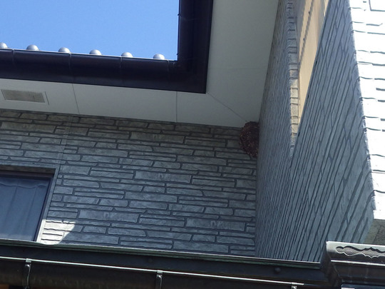 スズメバチの駆除の現場（郡山市）