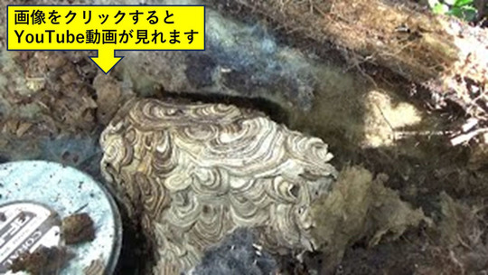 泉崎村でスピーカーの中にあったスズメバチの巣