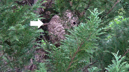 三春町で庭木のスズメバチの巣