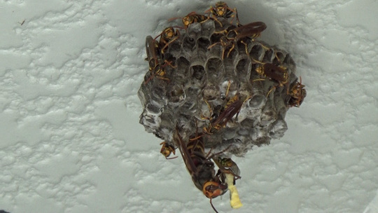 アシナガバチの巣を襲うヒメスズメバチ