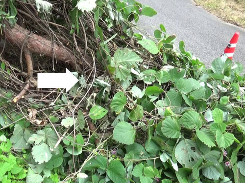 郡山市で倒木が道路をふさいでいる現場