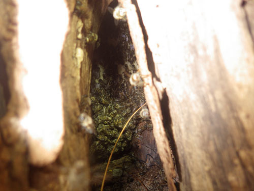 ミツバチの巣が樹洞に