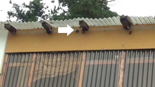 物置の中に作ったスズメバチの巣駆除の現場