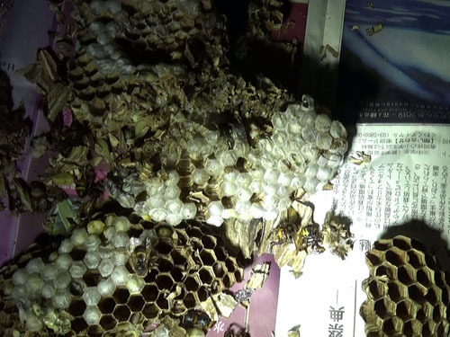 撤去したスズメバチの巣（郡山市）