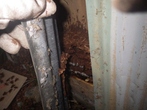 キイロスズメバチの巨大で奇妙な巣の正体（大玉村）