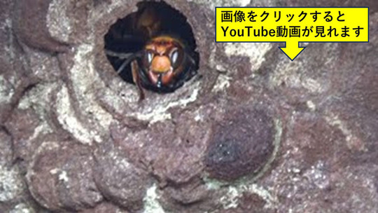 須賀川で生垣のコガタスズメバチの巣