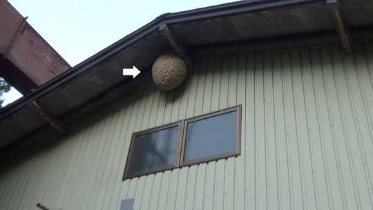 三春町で軒下のスズメバチの巣