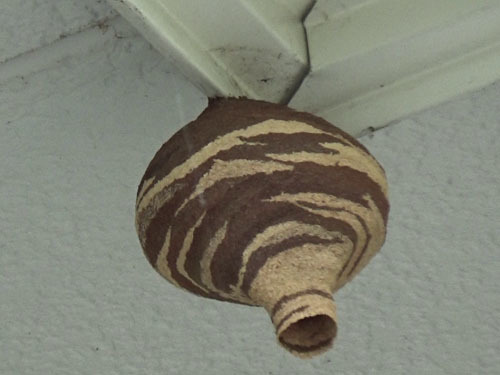 逆とっくり型のコガタスズメバチの巣（白河市）