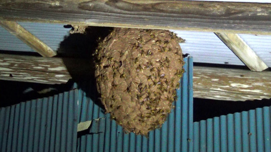 巣上のキイロスズメバチたちの興奮状態（石川町）