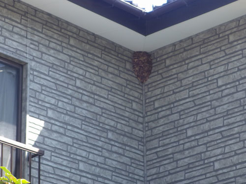 郡山市でスズメバチ駆除の現場