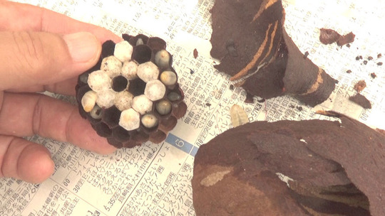解体した奇妙な形のコガタスズメバチの巣